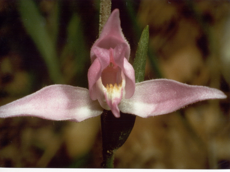 Orchidee in una villa vicino a Piediluco (Terni)